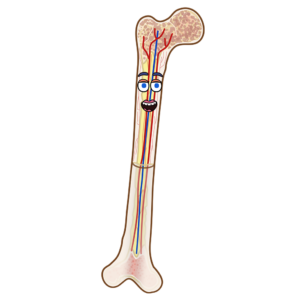 The Bone The Bone