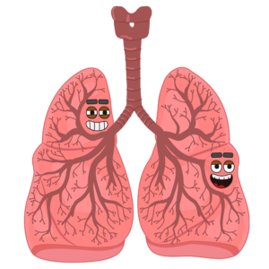 The Lungs The Lungs