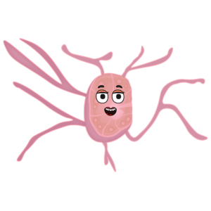 Lymph Node Lymph Node