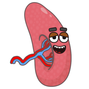 The Spleen The Spleen